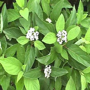ISANTI RED TWIG DOGWOOD