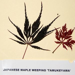 TAMUKEYAMA WEEPING JAPANESE MAPLE