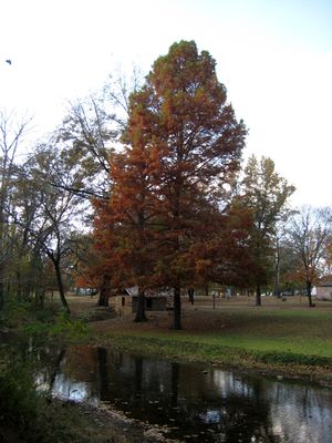 BALD CYPRESS