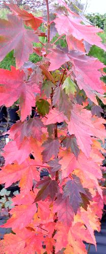 SUN VALLEY MAPLE