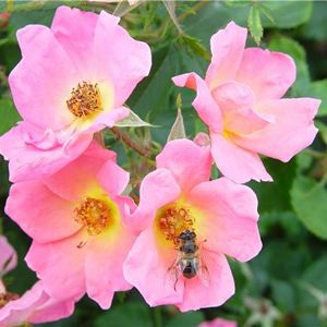 RAINBOW KNOCK OUT® ROSE