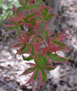 BENI SCHINCHIHENGE UPRIGHT JAPANESE MAPLE