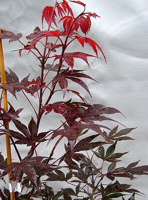 FIREGLOW UPRIGHT JAPANESE MAPLE