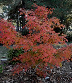OMURA YAMA UPRIGHT JAPANESE MAPLE