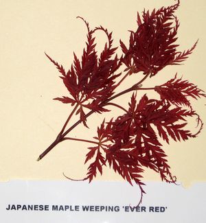 EVER RED WEEPING JAPANESE MAPLE