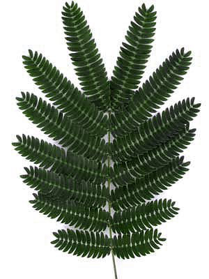 MIMOSA