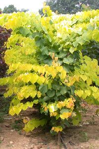 HEARTS OF GOLD REDBUD