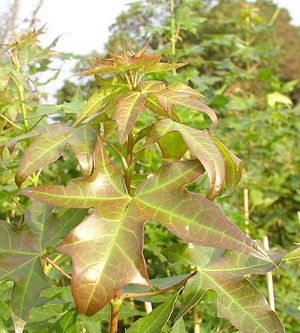 SHANTUNG MAPLE