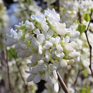 SHIROBANA REDBUD