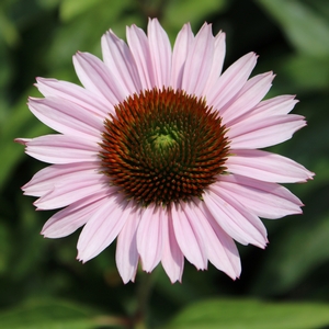 HOPE CONEFLOWER