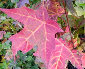 SUGAR MAPLE