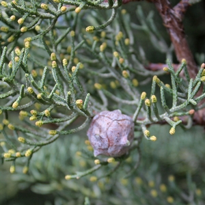 COOK'S PEAK ARIZONA CYPRESS