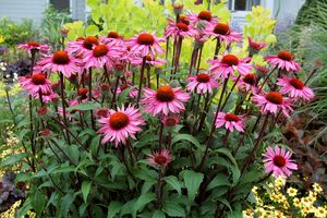 MERLOT CONEFLOWER