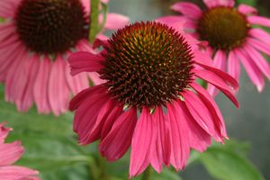 RASPBERRY TART CONEFLOWER
