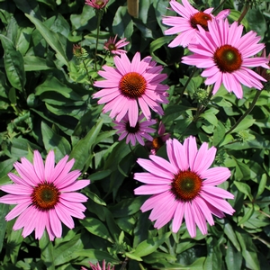 RUBY GIANT CONEFLOWER