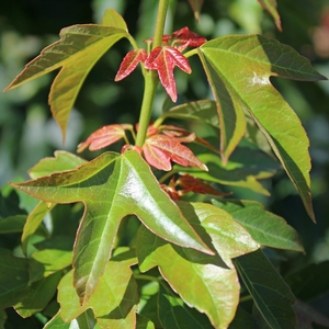 TRIDENT MAPLE