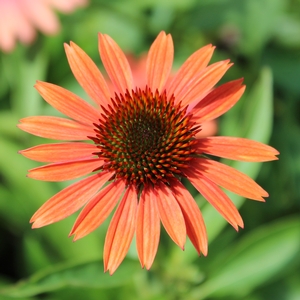 BIG SKY™ SUNDOWN CONEFLOWER