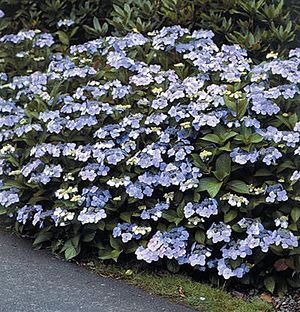 BLUEBIRD HYDRANGEA