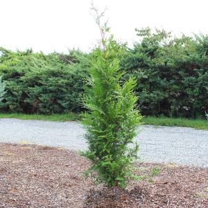SPRING GROVE® WESTERN ARBORVITAE