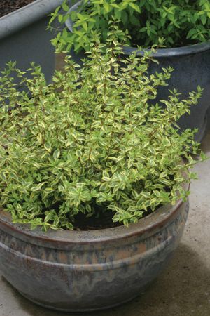 GOLDEN ANNIVERSARY™ ABELIA