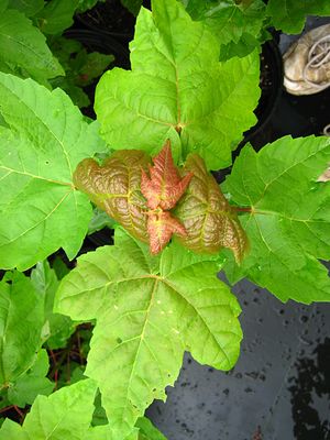 SUPER SONIC™ RED MAPLE
