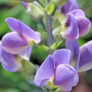 STARLITE PRAIRIEBLUES® FALSE INDIGO