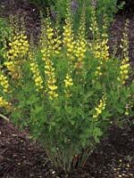 SOLAR FLARE PRAIRIEBLUES® FALSE INDIGO