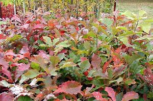 BUR OAK