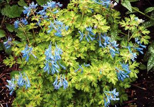 GOLDEN PANDA CORYDALIS