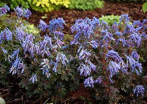 PURPLE LEAF CORYDALIS