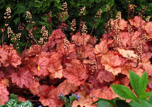 GEORGIA PEACH CORAL BELLS