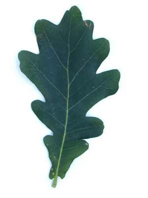 ENGLISH OAK