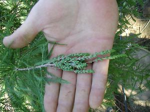 SHAWNEE BRAVE® BALD CYPRESS
