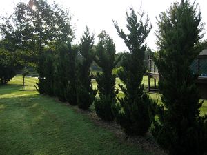 ROBUSTA GREEN JUNIPER