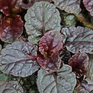 WALBERTON'S® BLACK SCALLOP AJUGA