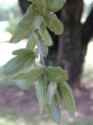 LIVE OAK