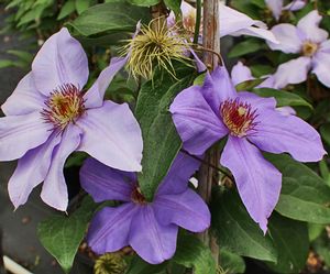 RAMONA CLEMATIS
