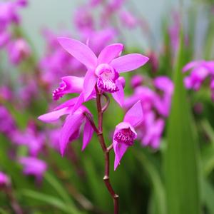 HARDY CHINESE ORCHID