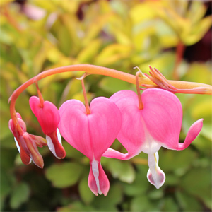 GOLD HEART BLEEDING HEART