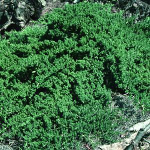 DWARF PROCUMBENS JUNIPER
