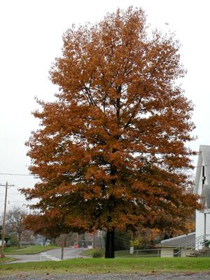 PIN OAK