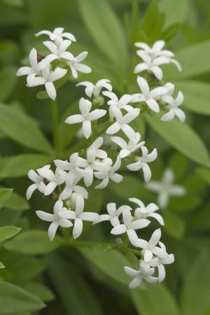 SWEET WOODRUFF