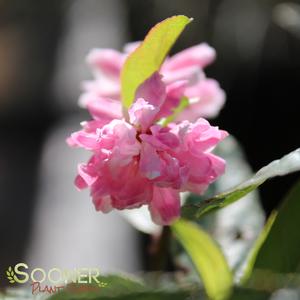DWARF PINK FLOWERING ALMOND