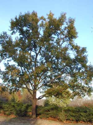 SAWTOOTH OAK