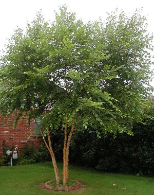 DURA HEAT® RIVER BIRCH