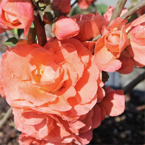 CAMEO FLOWERING QUINCE