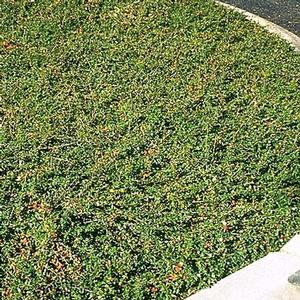 CORAL BEAUTY COTONEASTER