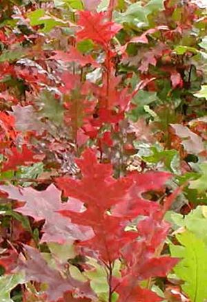 SHUMARD OAK