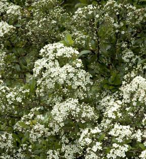 YUKON BELLE® PYRACANTHA
