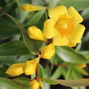 CAROLINA JESSAMINE